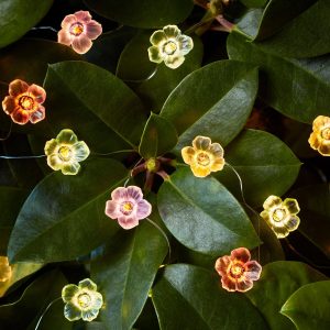 Battery Operated Lights | 20 Multi Coloured Rose Micro Fairy Lights Battery Operated Lights Battery Operated Lights